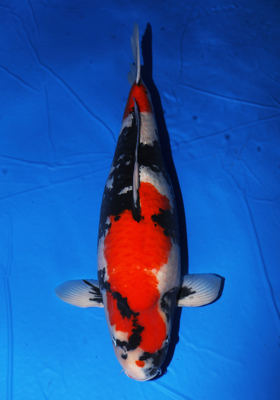 昭和三色 - 錦鯉 - 手取フィッシュランド